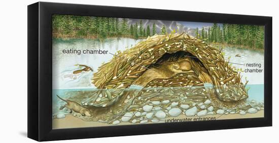 Beaver Lodge or House in Cross Section. (Castor Canadensis), Mammals-Encyclopaedia Britannica-Framed Poster
