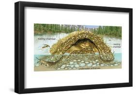 Beaver Lodge or House in Cross Section. (Castor Canadensis), Mammals-Encyclopaedia Britannica-Framed Poster