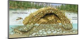 Beaver Lodge or House in Cross Section. (Castor Canadensis), Mammals-Encyclopaedia Britannica-Mounted Poster