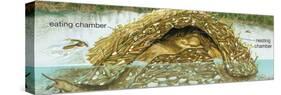 Beaver Lodge or House in Cross Section. (Castor Canadensis), Mammals-Encyclopaedia Britannica-Stretched Canvas