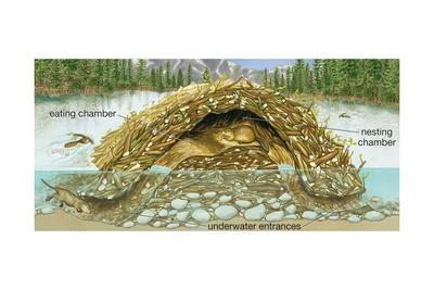 'Beaver Lodge or House in Cross Section. (Castor Canadensis), Mammals(08)