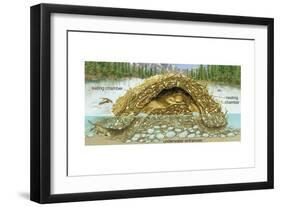 Beaver Lodge or House in Cross Section. (Castor Canadensis), Mammals-Encyclopaedia Britannica-Framed Art Print