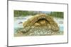 Beaver Lodge or House in Cross Section. (Castor Canadensis), Mammals-Encyclopaedia Britannica-Mounted Art Print