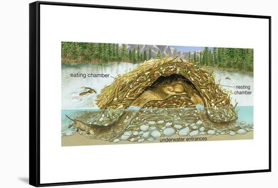 Beaver Lodge or House in Cross Section. (Castor Canadensis), Mammals-Encyclopaedia Britannica-Framed Stretched Canvas