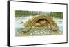 Beaver Lodge or House in Cross Section. (Castor Canadensis), Mammals-Encyclopaedia Britannica-Framed Stretched Canvas