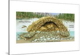 Beaver Lodge or House in Cross Section. (Castor Canadensis), Mammals-Encyclopaedia Britannica-Stretched Canvas