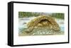 Beaver Lodge or House in Cross Section. (Castor Canadensis), Mammals-Encyclopaedia Britannica-Framed Stretched Canvas