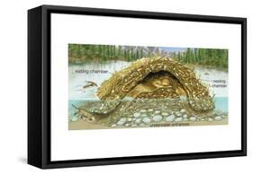 Beaver Lodge or House in Cross Section. (Castor Canadensis), Mammals-Encyclopaedia Britannica-Framed Stretched Canvas