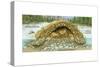 Beaver Lodge or House in Cross Section. (Castor Canadensis), Mammals-Encyclopaedia Britannica-Stretched Canvas