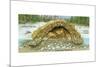 Beaver Lodge or House in Cross Section. (Castor Canadensis), Mammals-Encyclopaedia Britannica-Mounted Art Print