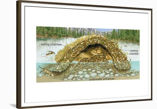 Beaver Lodge or House in Cross Section. (Castor Canadensis), Mammals-Encyclopaedia Britannica-Framed Art Print