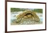 Beaver Lodge or House in Cross Section. (Castor Canadensis), Mammals-Encyclopaedia Britannica-Framed Art Print