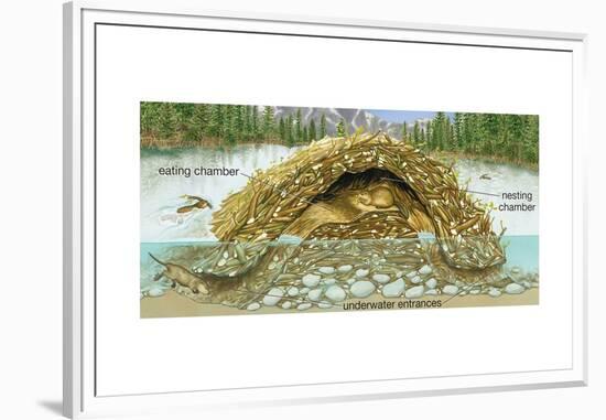 Beaver Lodge or House in Cross Section. (Castor Canadensis), Mammals-Encyclopaedia Britannica-Framed Art Print