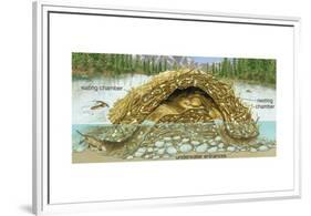 Beaver Lodge or House in Cross Section. (Castor Canadensis), Mammals-Encyclopaedia Britannica-Framed Art Print