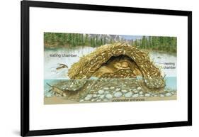 Beaver Lodge or House in Cross Section. (Castor Canadensis), Mammals-Encyclopaedia Britannica-Framed Art Print