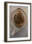 Beaver Pelt Stretched on a Sapling Frame and Laced with Rawhide-null-Framed Giclee Print