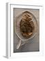 Beaver Pelt Stretched on a Sapling Frame and Laced with Rawhide-null-Framed Giclee Print