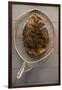 Beaver Pelt Stretched on a Sapling Frame and Laced with Rawhide-null-Framed Giclee Print