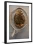 Beaver Pelt Stretched on a Sapling Frame and Laced with Rawhide-null-Framed Giclee Print