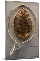 Beaver Pelt Stretched on a Sapling Frame and Laced with Rawhide-null-Mounted Giclee Print