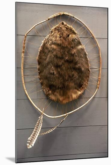 Beaver Pelt Stretched on a Sapling Frame and Laced with Rawhide-null-Mounted Giclee Print