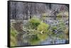 Beaver Pond, Dam and House-Ken Archer-Framed Stretched Canvas