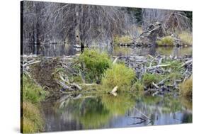 Beaver Pond, Dam and House-Ken Archer-Stretched Canvas