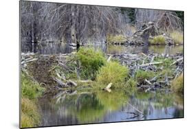 Beaver Pond, Dam and House-Ken Archer-Mounted Photographic Print