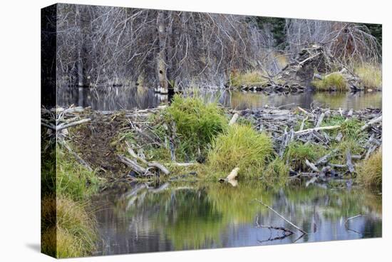 Beaver Pond, Dam and House-Ken Archer-Stretched Canvas