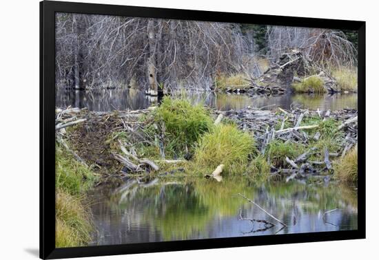 Beaver Pond, Dam and House-Ken Archer-Framed Photographic Print