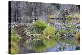 Beaver Pond, Dam and House-Ken Archer-Stretched Canvas