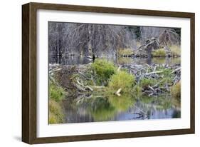 Beaver Pond, Dam and House-Ken Archer-Framed Photographic Print