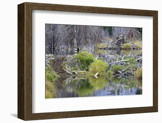 Beaver Pond, Dam and House-Ken Archer-Framed Photographic Print