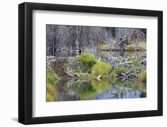 Beaver Pond, Dam and House-Ken Archer-Framed Photographic Print