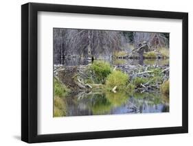 Beaver Pond, Dam and House-Ken Archer-Framed Photographic Print