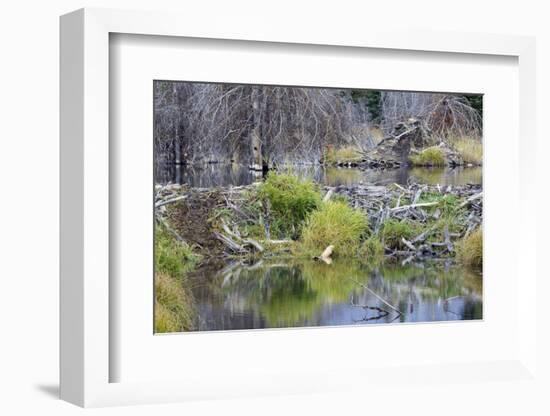 Beaver Pond, Dam and House-Ken Archer-Framed Photographic Print