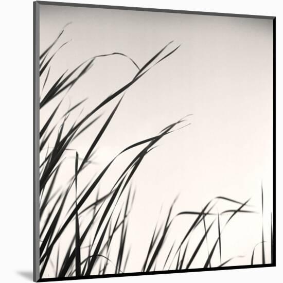 Beaver Pond, Study #1-Andrew Ren-Mounted Art Print