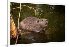 Beaver Sitting in a River, close Up-Digital Wildlife Scotland-Framed Photographic Print