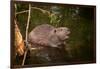 Beaver Sitting in a River, close Up-Digital Wildlife Scotland-Framed Photographic Print