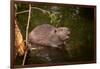 Beaver Sitting in a River, close Up-Digital Wildlife Scotland-Framed Photographic Print