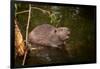 Beaver Sitting in a River, close Up-Digital Wildlife Scotland-Framed Photographic Print