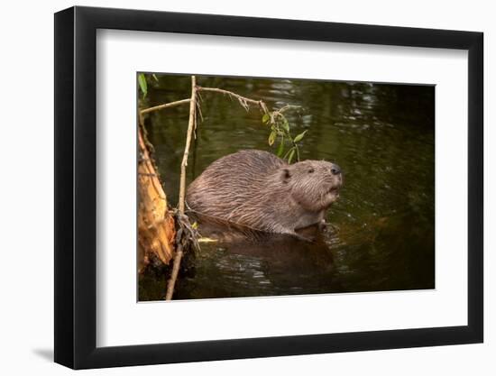 Beaver Sitting in a River, close Up-Digital Wildlife Scotland-Framed Photographic Print