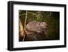 Beaver Sitting in a River, close Up-Digital Wildlife Scotland-Framed Photographic Print