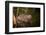 Beaver Sitting in a River, close Up-Digital Wildlife Scotland-Framed Photographic Print