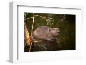 Beaver Sitting in a River, close Up-Digital Wildlife Scotland-Framed Photographic Print