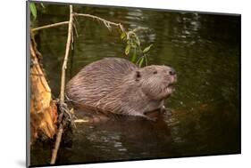 Beaver Sitting in a River, close Up-Digital Wildlife Scotland-Mounted Photographic Print