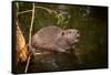 Beaver Sitting in a River, close Up-Digital Wildlife Scotland-Framed Stretched Canvas