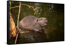 Beaver Sitting in a River, close Up-Digital Wildlife Scotland-Framed Stretched Canvas