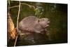 Beaver Sitting in a River, close Up-Digital Wildlife Scotland-Stretched Canvas