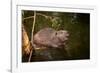 Beaver Sitting in a River, close Up-Digital Wildlife Scotland-Framed Photographic Print